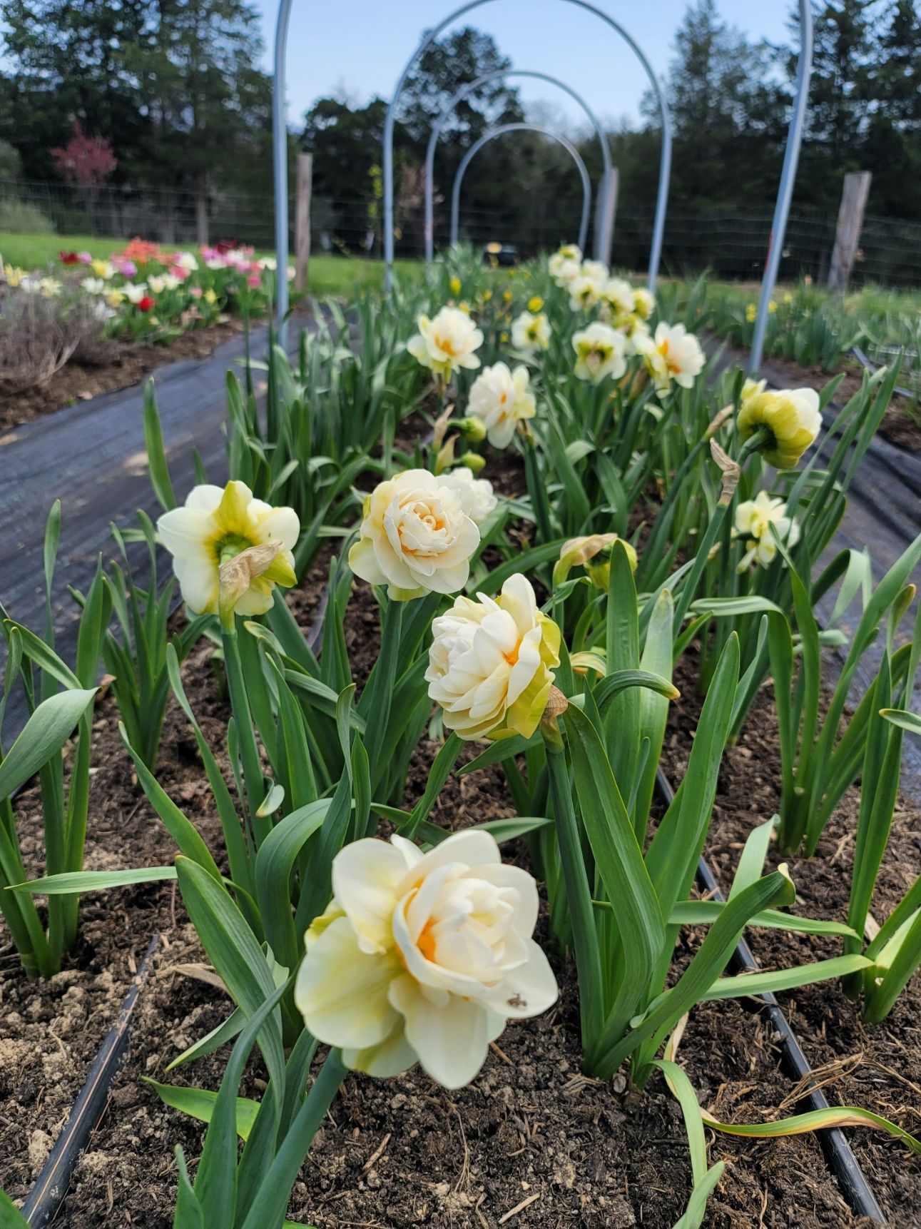 Double-flowered daffodils in pale yellow with metal hoop supports