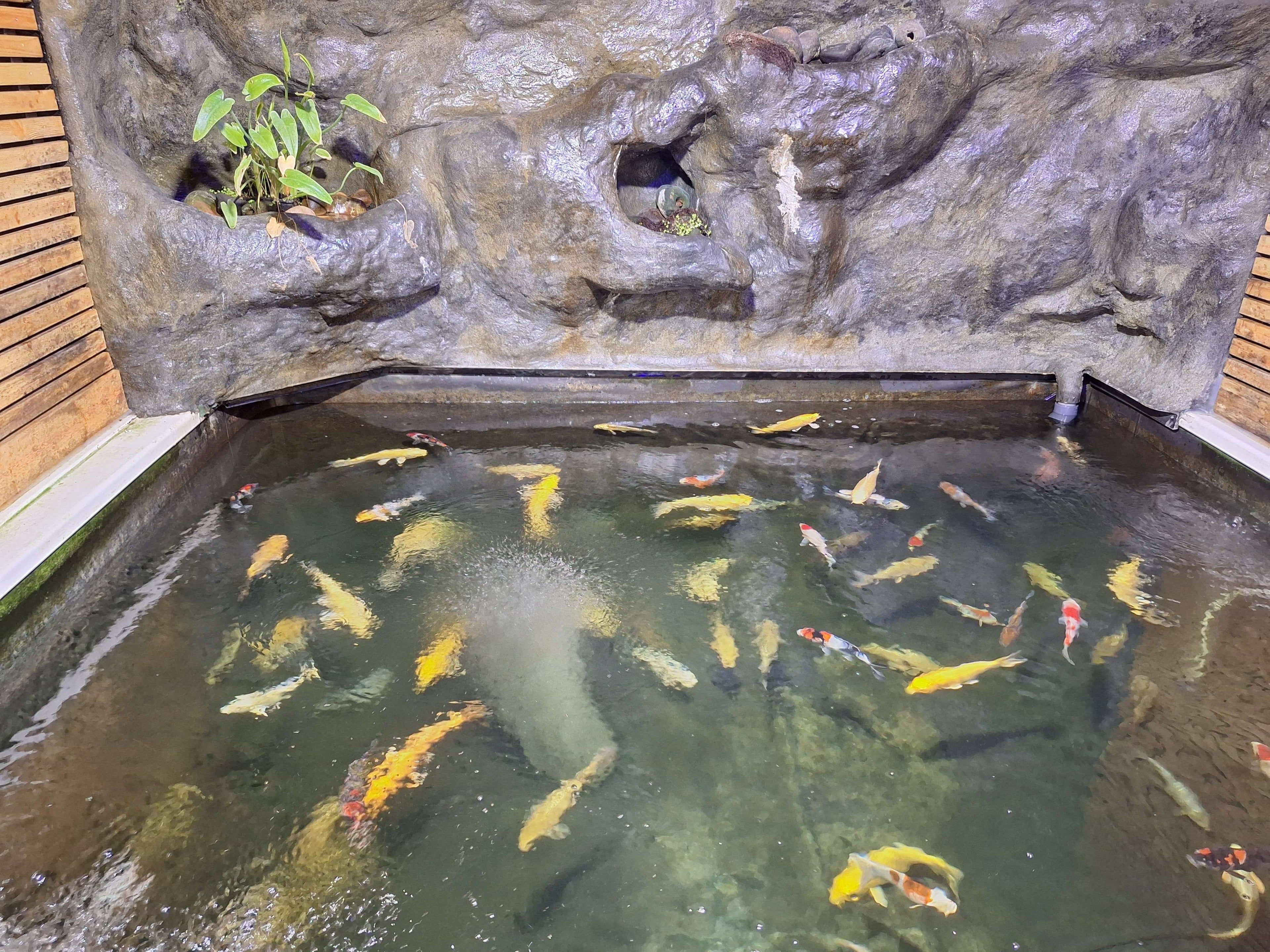 Indoor koi pond at Koi Hut
