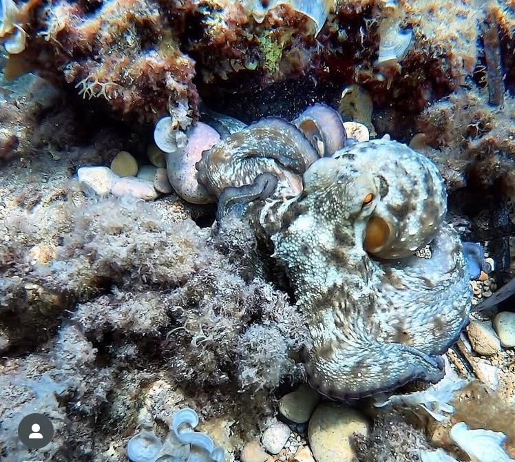 Common Octopus
