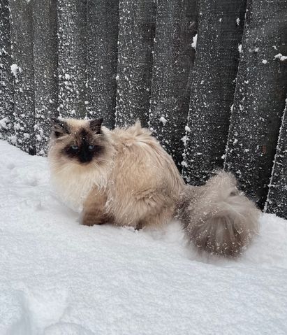 Neva Masquerade cat in snow