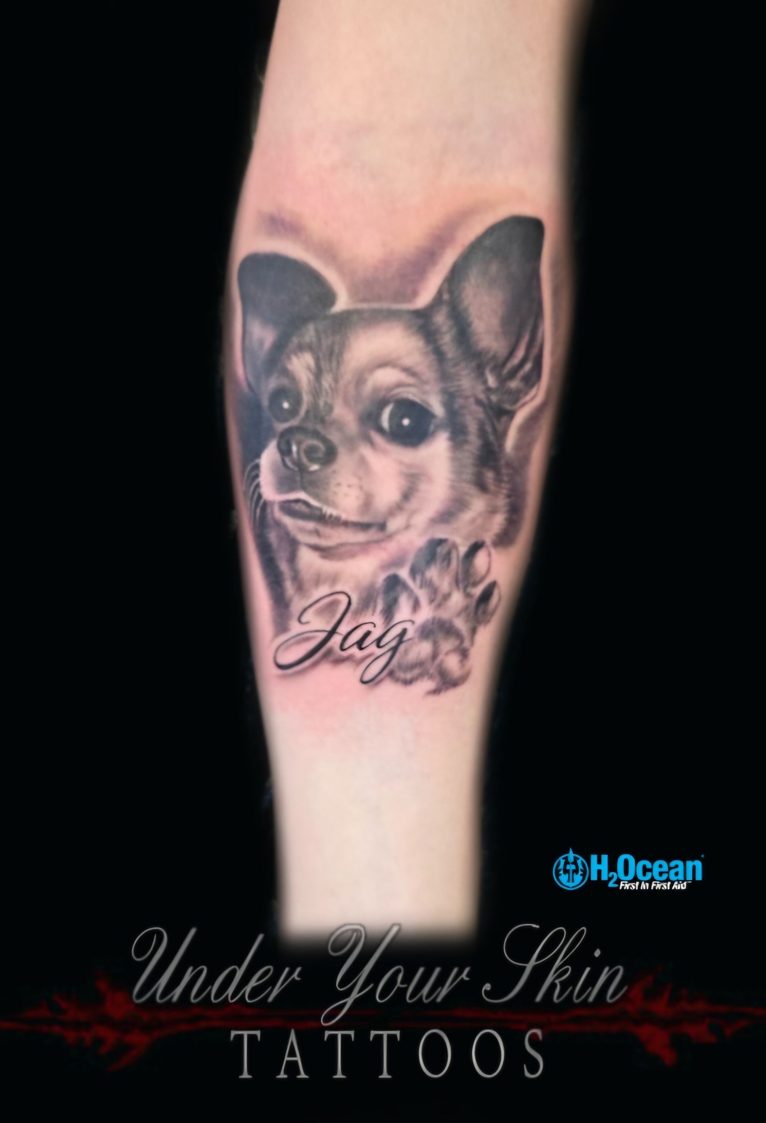 Dog Portrait - Jag