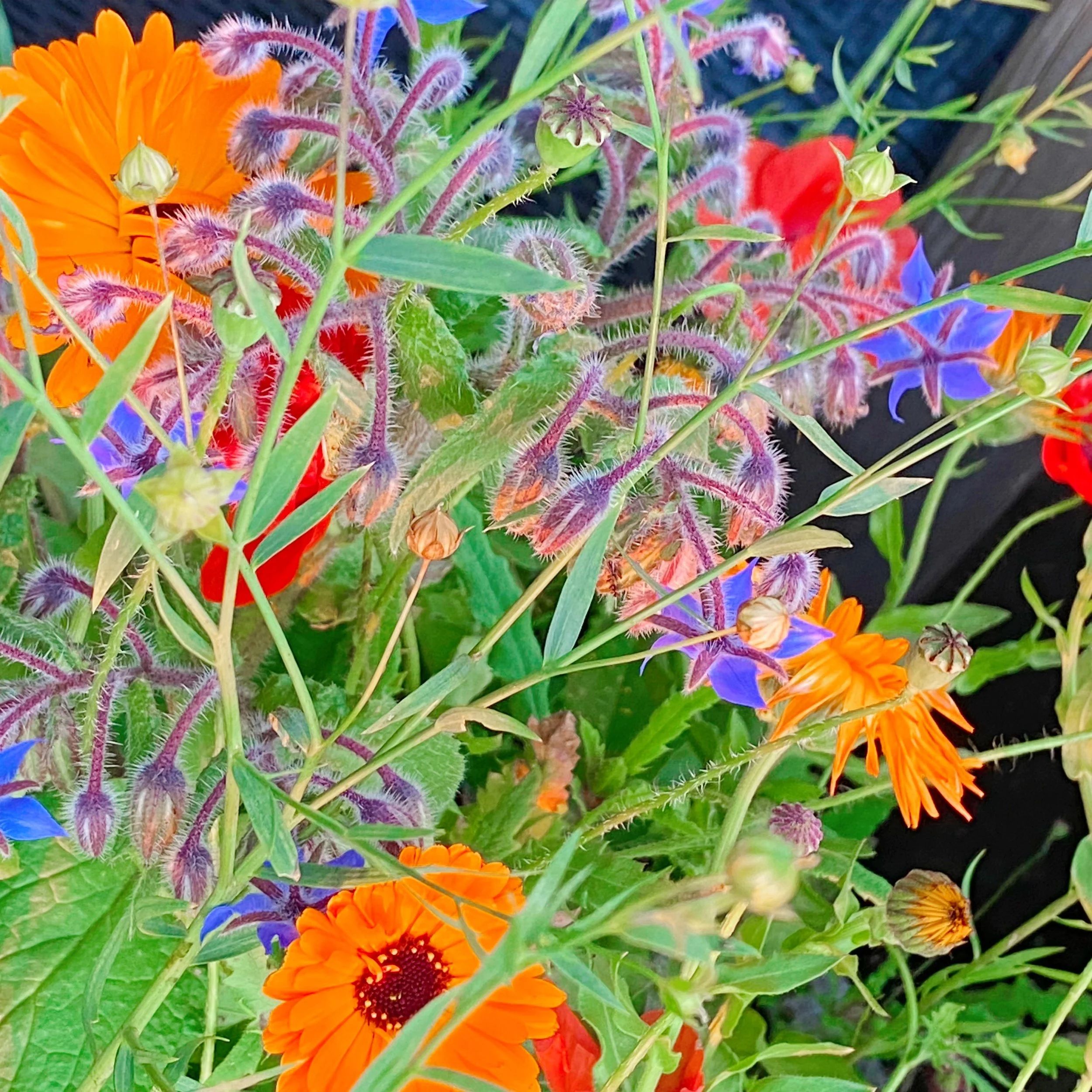 Autumn flowers and herbs in bloom