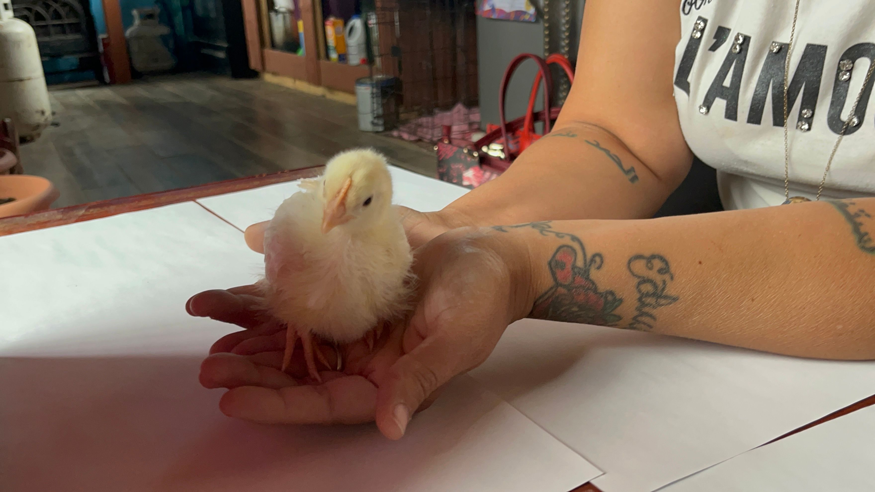 Pearl the Pearl White Leghorn chick standing on an open palm