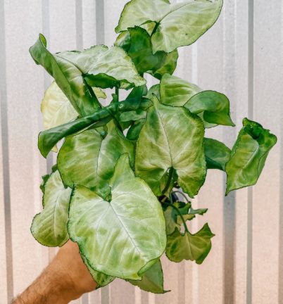 Syngonium podophyllum 'White Robusta'