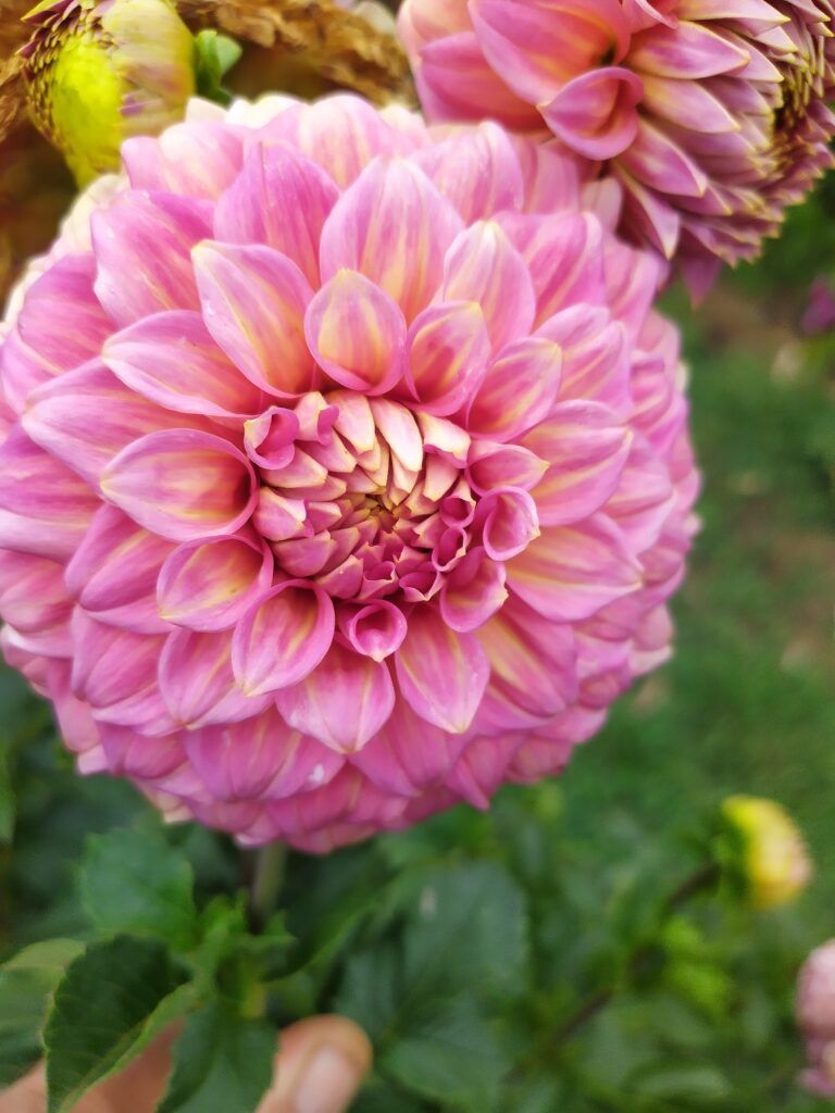 Daniela's Spirit dahlia bloom