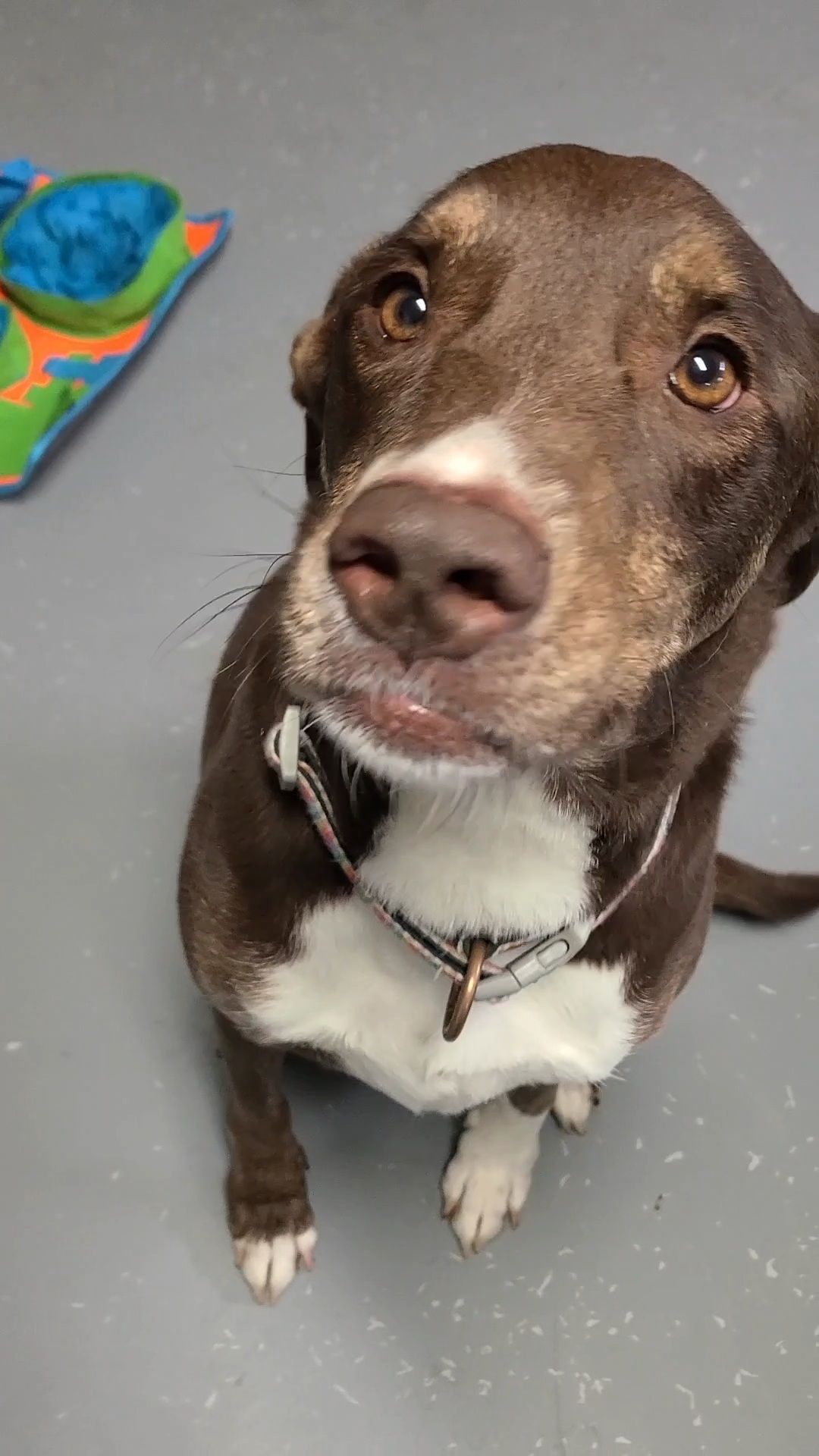 Hershey portrait