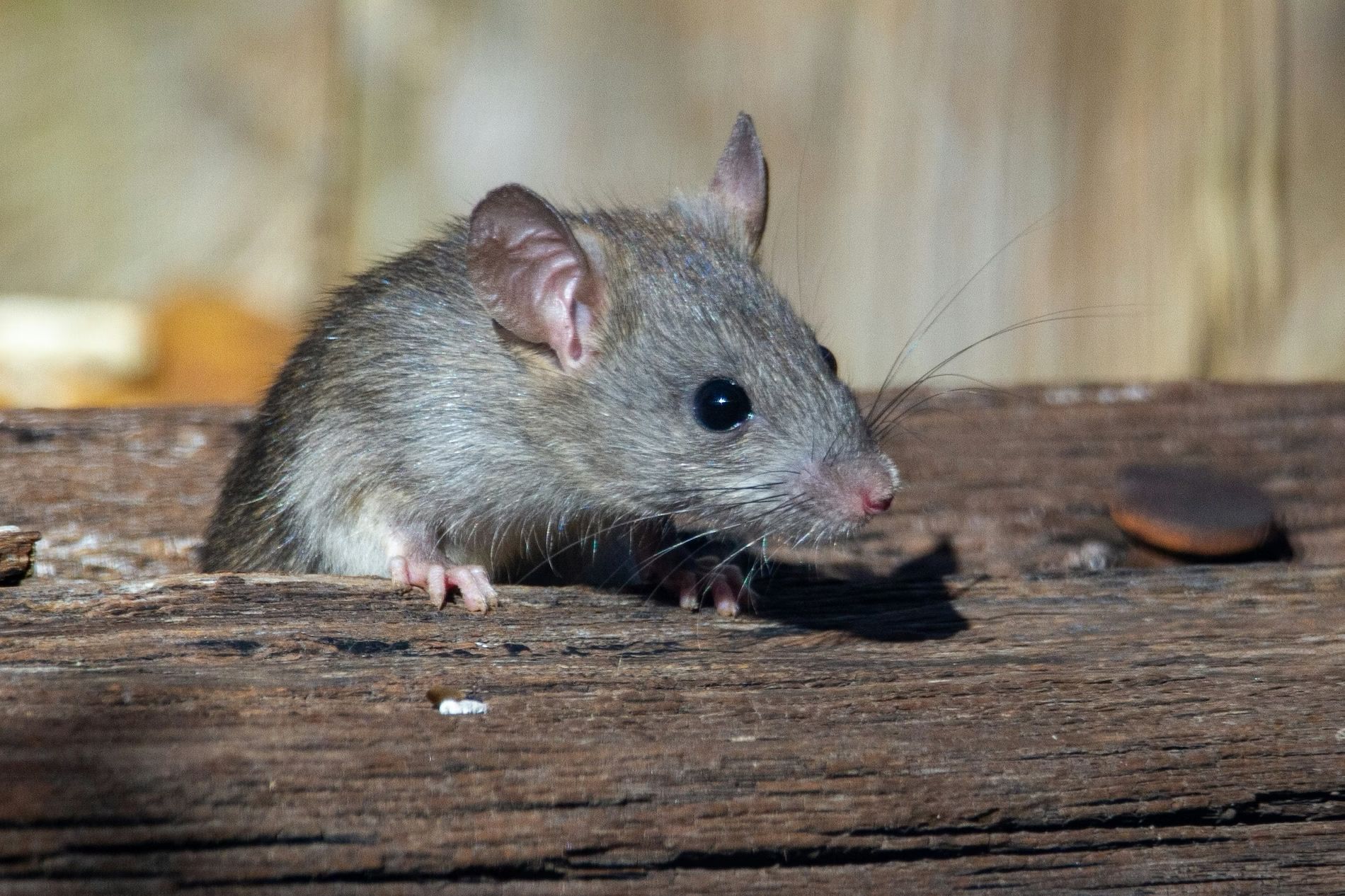 Pest Inspection