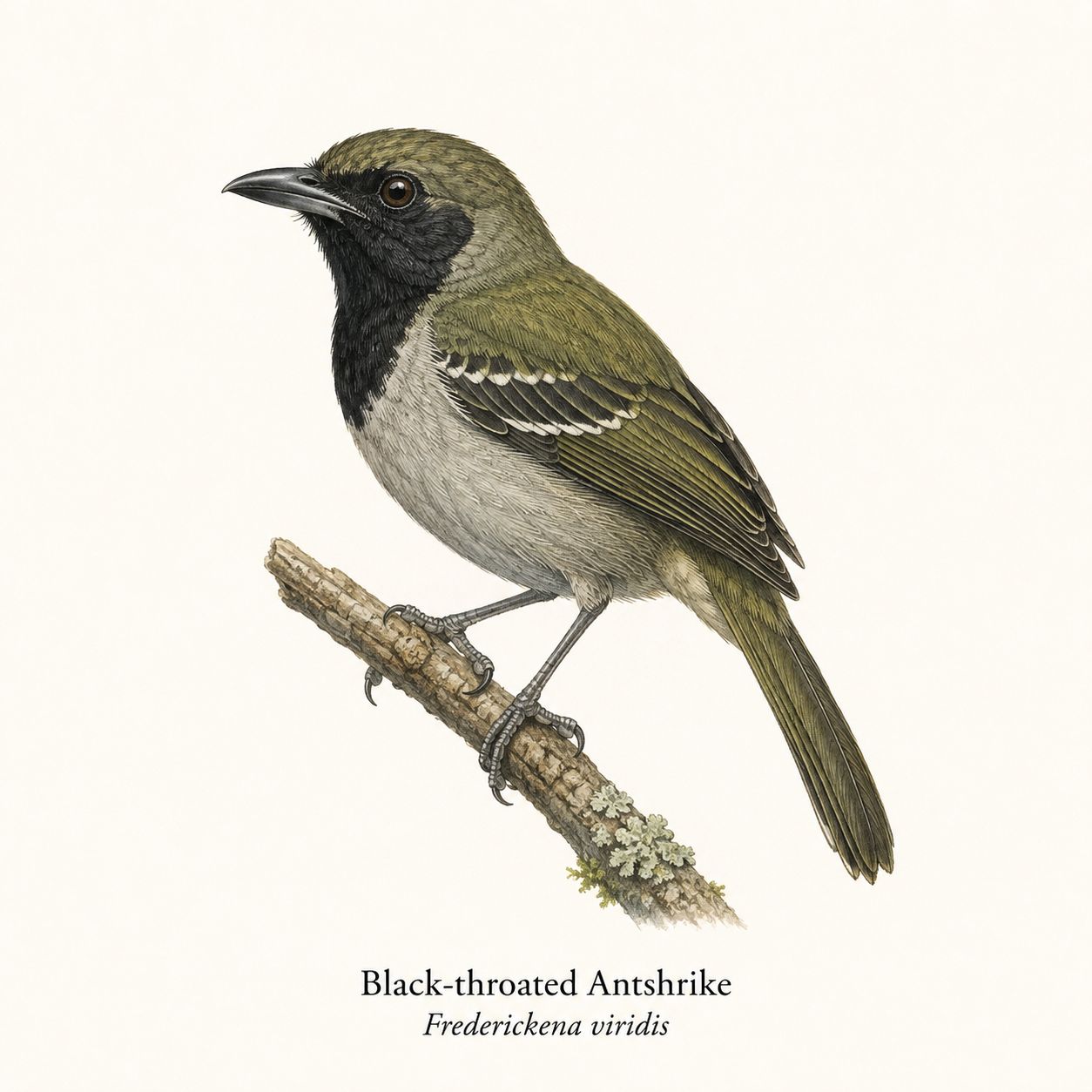 Black-throated Antshrike