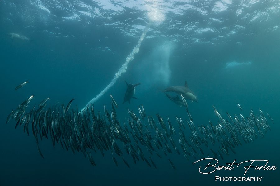 Sardine Run Ocean Safari