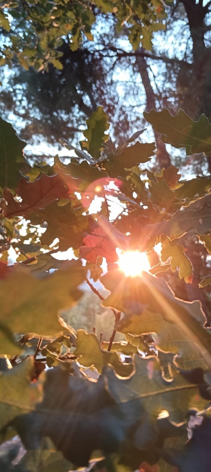 Sunlight streaming through green leaves