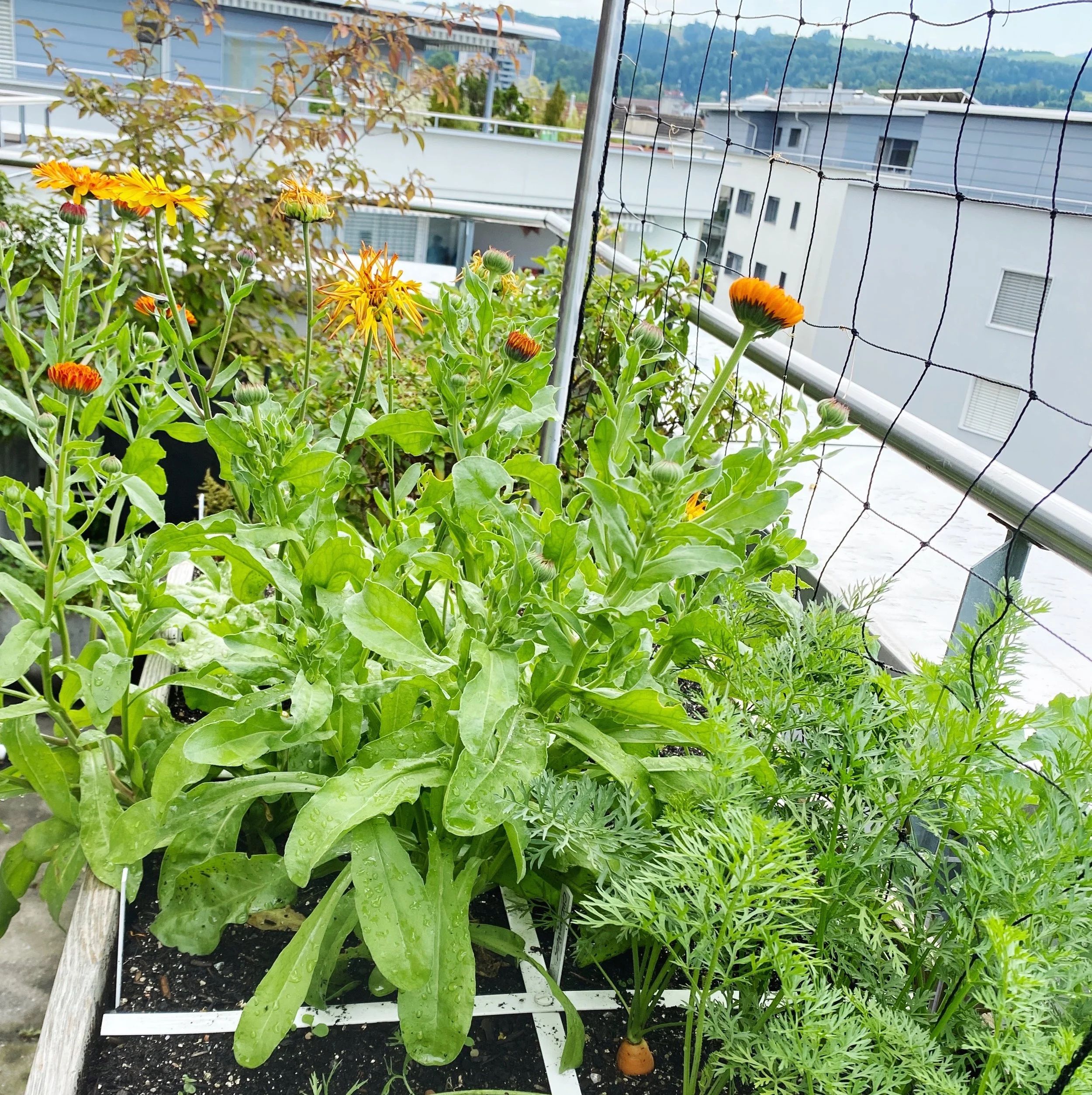 Summer garden with carrots and calendula
