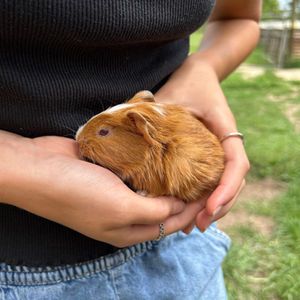 Guinea Pigs